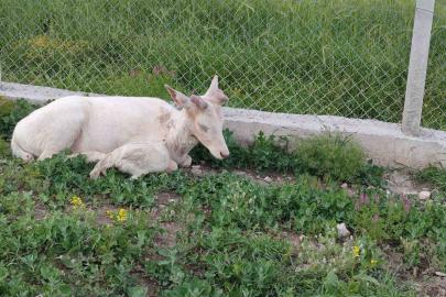 Elazığ’da beyaz alageyik evin bahçesine indi