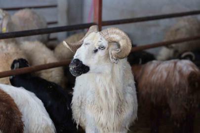 Elazığ’da kurbanlık satışları başladı