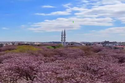 Gaziantep'te bahar: Pavlonyalar renk cümbüşü oluşturdu