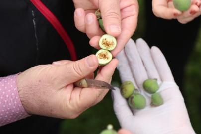 İncirde hasat takvimi ve koruma kuralları zorunlu oldu