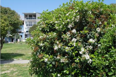 İzmir’de bahar yüzünü gösterdi