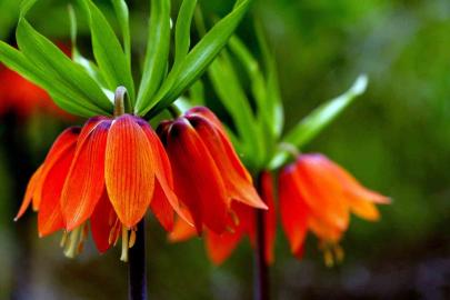 Kemaliye dağlarında ters laleler açtı