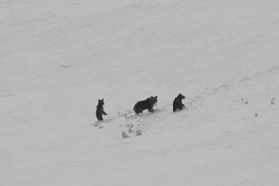 Munzur Dağları’nda anne ayı ve yavruları kamerada