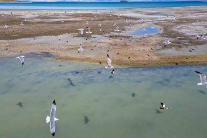 Van Gölü’nde nesli tehlike altındaki Dikkuyruk görüntülendi