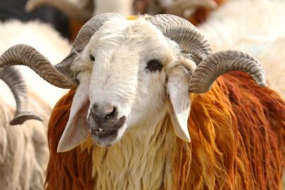 Vekalet yoluyla kurban kesim bedelleri belirlendi