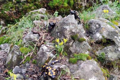 Yağmur yağışlarıyla birlikte "Doğanın gizli kahramanları" böcekler iş başı yaptı