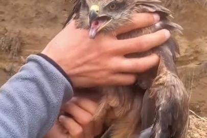 Yakalanan yaralı şahin, ekiplere teslim edildi