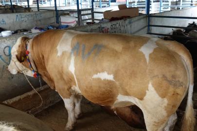 Bursa’da tonluk kurbanlık danalar rekor fiyata alıcı buldu