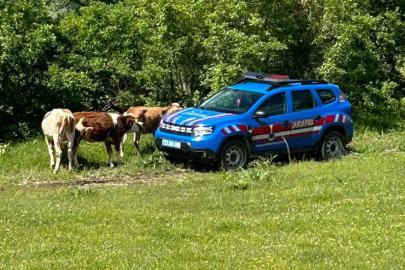 Elazığ’da kaybolan inekler dron ile bulundu