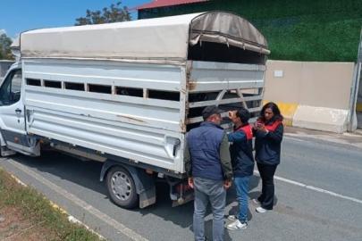 Elazığ’da Kurban Bayramı öncesi hayvan sevklerine sıkı denetim