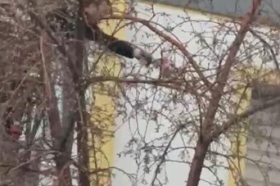 Kars’ta ağaçta mahsur kalan güvercini itfaiye ekipleri kurtardı