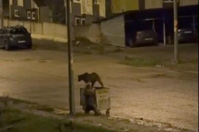 Kars’ta ayıların görev paylaşımı: Biri yedi, diğeri nöbet tuttu