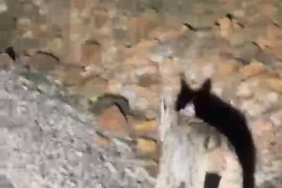 Koruma altında bulunan ‘vaşak’ Tunceli’de görüntülendi
