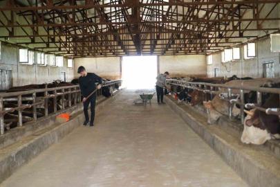 Muş’tan batı illerine 50 bin kurbanlık hayvan sevk edilecek