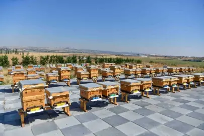 ABB'den arıcılığa büyük destek