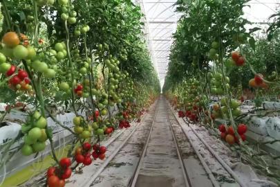 Balıkesir'e 2,5 milyar liralık sera yatırımı