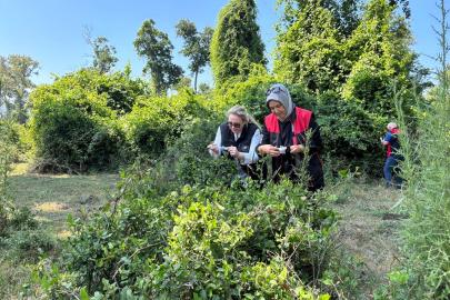 Bursa’da kahverengi kokarca ile mücadelede 5 bin samuray arısı doğaya salındı