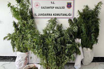Gaziantep'te 215 kök kenevir ele geçirildi