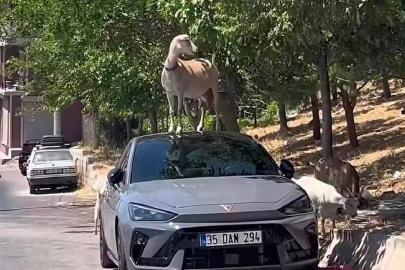 Kadifekale'de ilginç görüntü: Keçi yapraklara ulaşmak için otomobilin üzerine çıktı