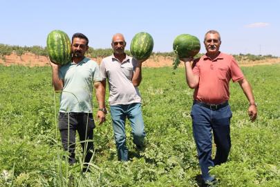 Kar suyunun bereketi Yaylak karpuzuna lezzet katıyor