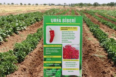 Şanlıurfa'da ata tohumları korunarak üreticilere dağıtılıyor