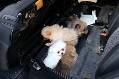 Yavru Pomeranian köpekleri koltuğun altından çıktı