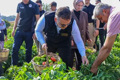 Bilecik'te Vali Sözer'den coğrafi işaretli Kamber Biberi hasadı