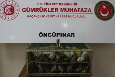 Gümrük Muhafaza'dan kaçakçılığa darbe! 2026'da 58 bin 519 canlı hayvan kurtarıldı