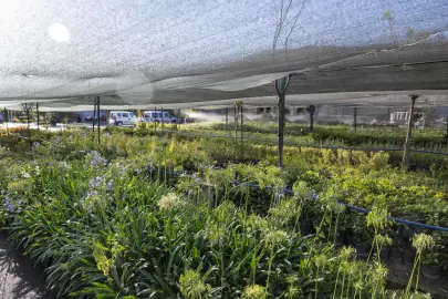 İzmir’in ilk lavanta parkı geliyor