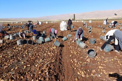 Tohumluk patatesler Türkiye'nin dört bir yanına gönderiliyor